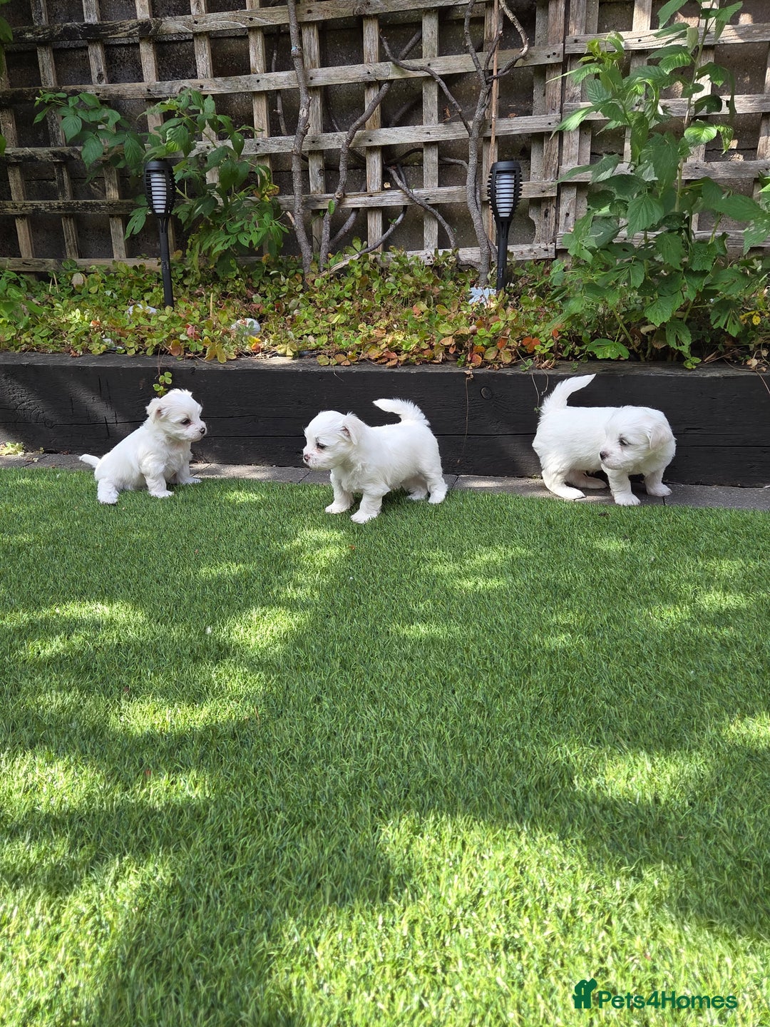 Bichon Frise dogs for sale: Bichon  - Image 9