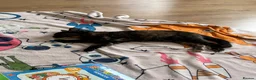 Domestic Shorthair cats for sale: Domestic shorthair  - Advert 11