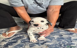 Dalmatian dogs for sale:  Beautiful Dalmatian puppies  - Image 5