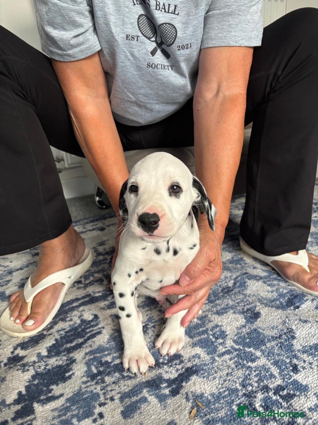 Dalmatian dogs for sale:  Beautiful Dalmatian puppies  - Image 5