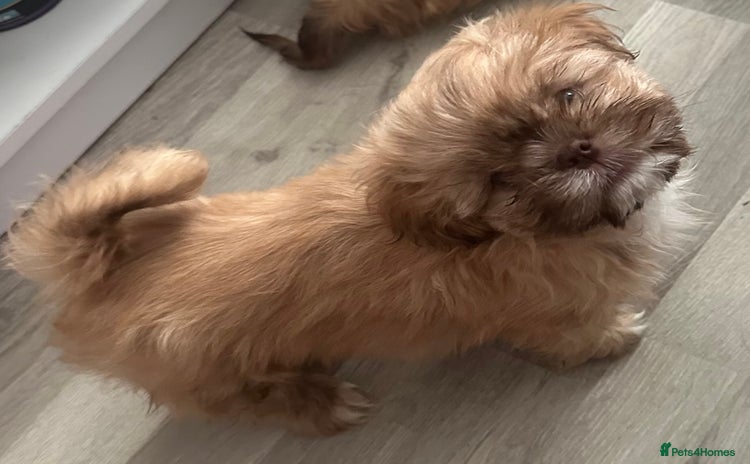 Shih Tzu dogs - Advert 5