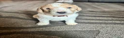 Goldendoodle dogs for sale: Beautiful golden doodle puppies for sale  in Norwich - Advert 5