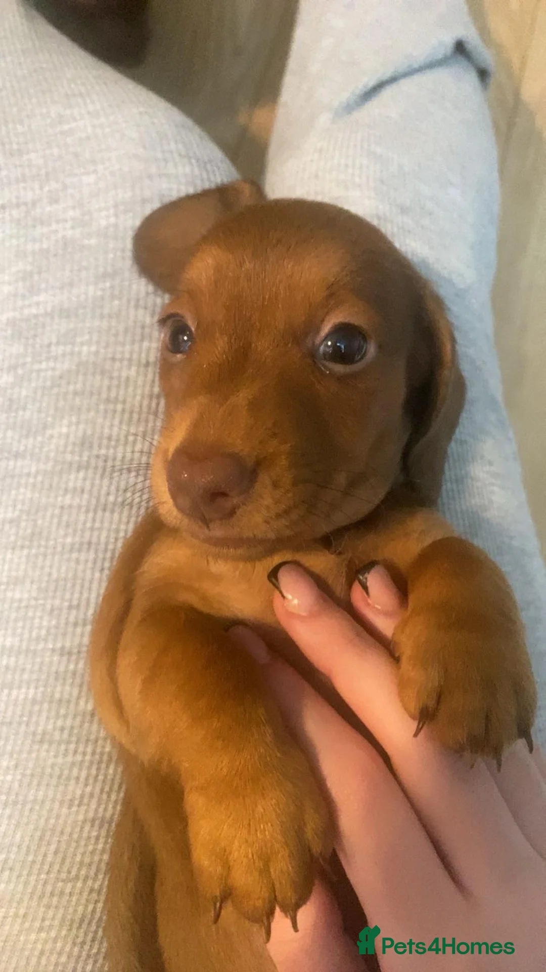 Miniature Dachshund dogs for stud: 🔥For stud proven miniature dachshund🔥   in Windsor - Advert 22