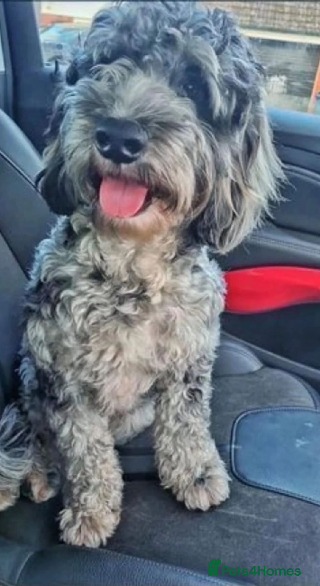 Cockapoo dogs for sale: Beautiful F1B cockapoo puppies  in Wolverhampton - Advert 20