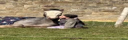 Irish Cob horses for sale: Grey Roan Cob 14hh 6 years old  - Advert 8