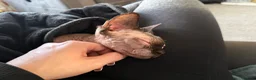 Sphynx cats for sale: Gia - Sphynx - please read add !  in Knutsford - Advert 3