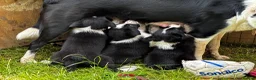 Border Collie dogs for sale: Stunning Border Collies - Advert 22