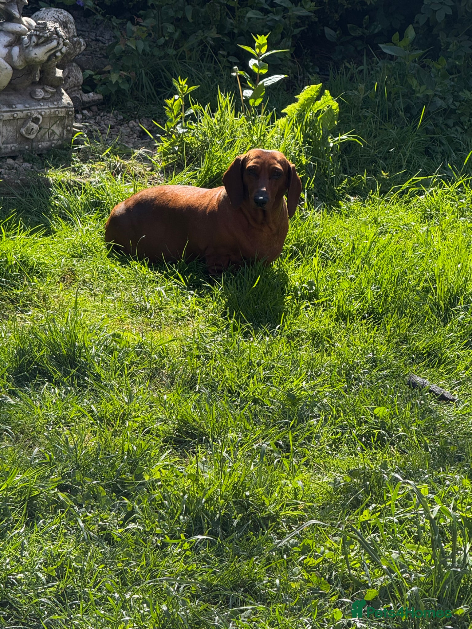 Dachshund dogs Dachshund adult dog - Advert 1