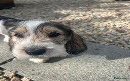 Basset Griffon Vendeen dogs for sale: Griffon petit basset Vendeen tricolor  - Image 3