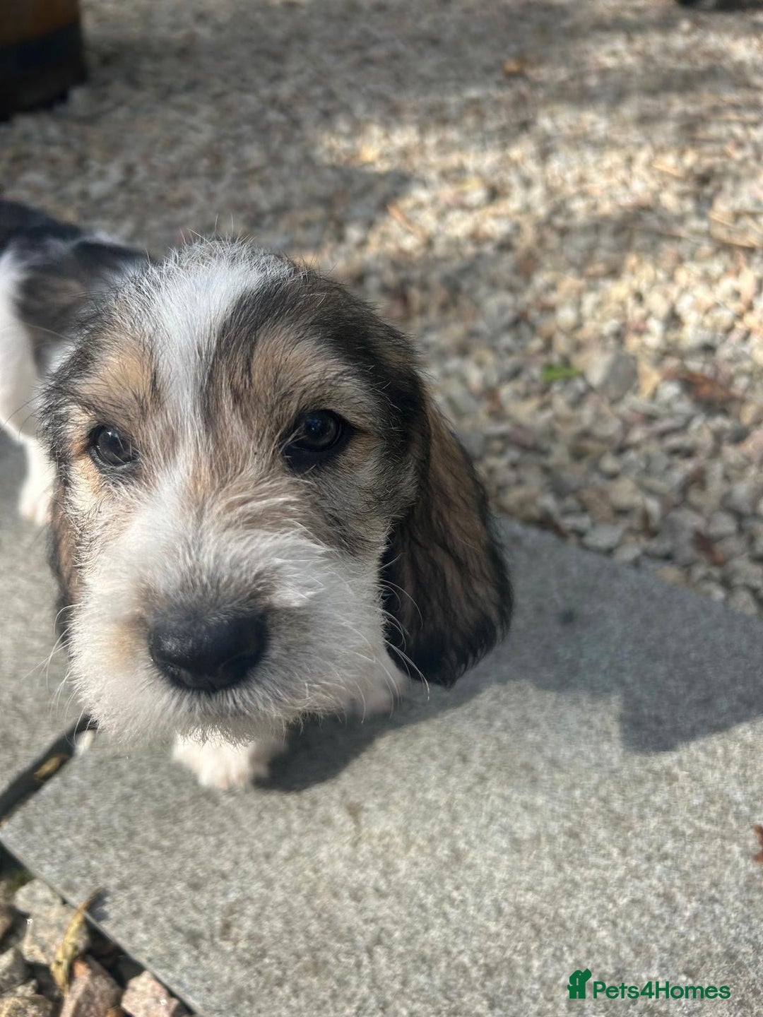 Basset Griffon Vendeen dogs for sale: Griffon petit basset Vendeen tricolor  - Image 3