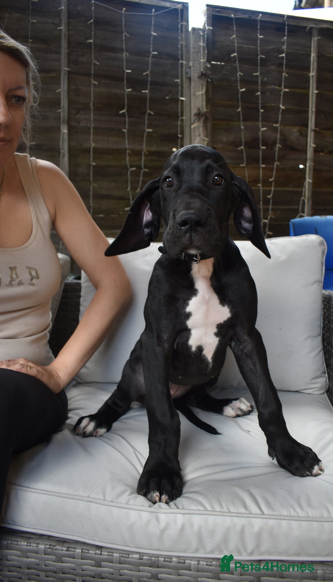 Great Dane dogs for sale: Great danes puppies KC ready!!! in Bathgate - Image 38