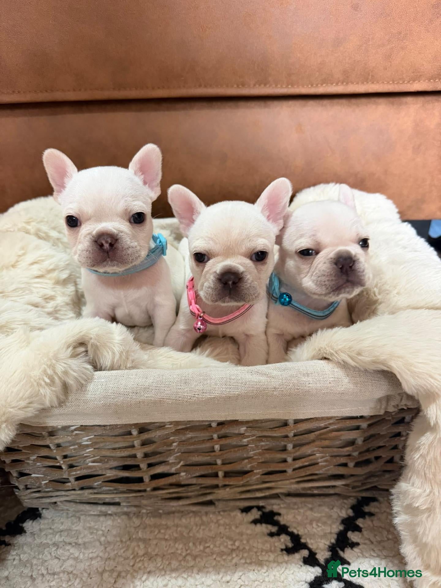French Bulldog dogs ❤️STUNNING French bulldog puppys, ❤️ - Advert 13