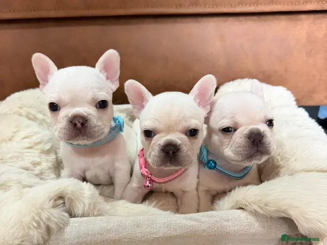 French Bulldog dogs ❤️STUNNING French bulldog puppys, ❤️ - Advert 2