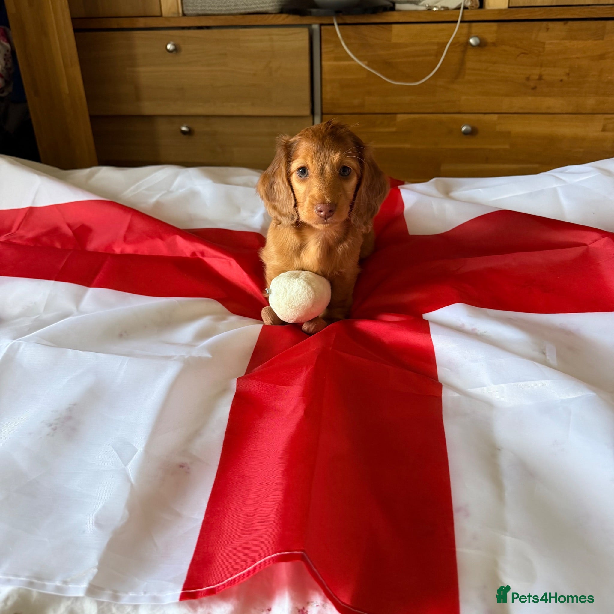Miniature Dachshund dogs Outstanding litter of miniature sausage dogs  - Advert 18