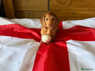 Miniature Dachshund dogs 2 puppies left, ready to leave - Advert 6