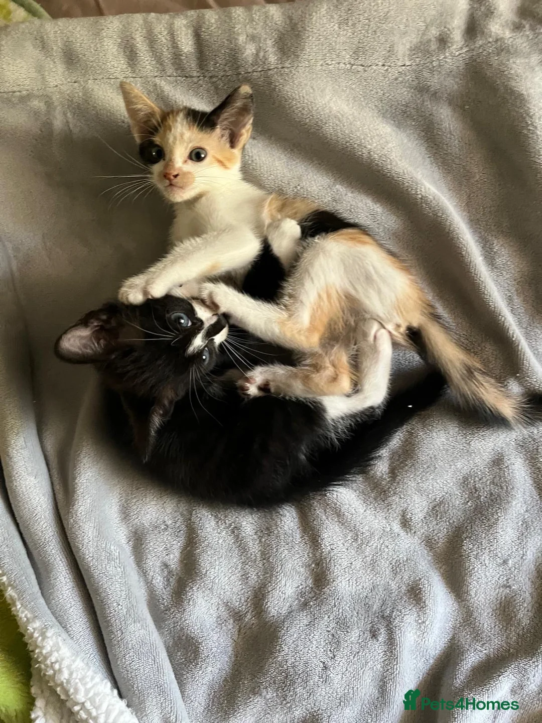 Mixed Breed cats for sale: 5 lovely kittens 🐾 - Advert 1