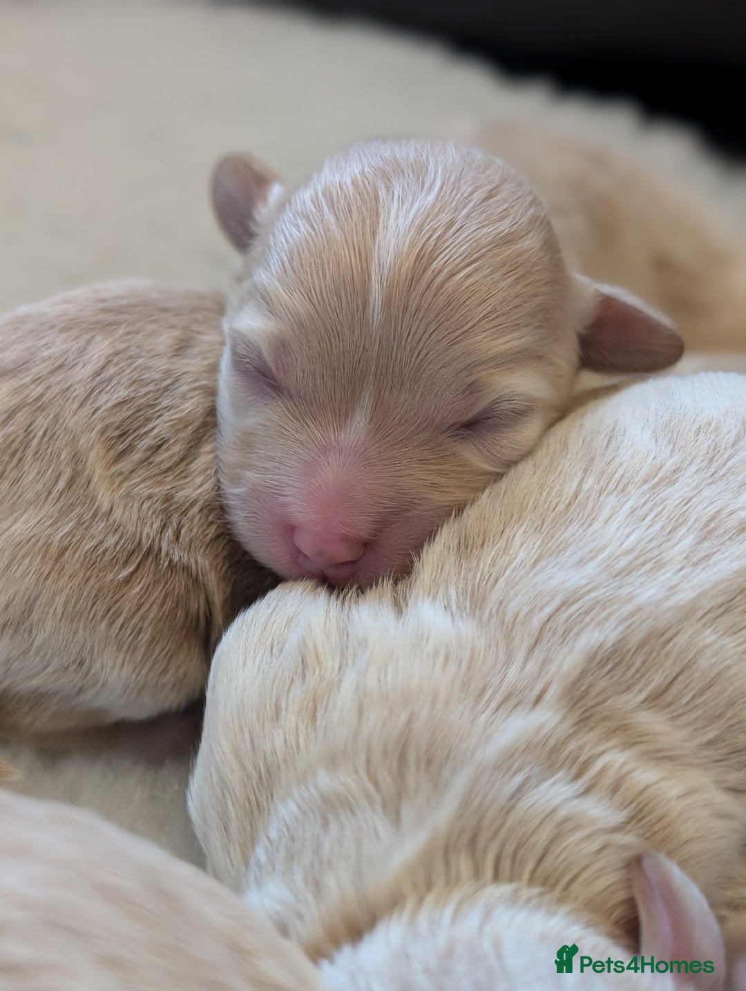 Maltipoo dogs for sale: 🩷 1 Baby Girl Available  - Advert 10