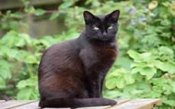 Mixed Breed cats for sale: 20 weeks old kittens for free - Image 5