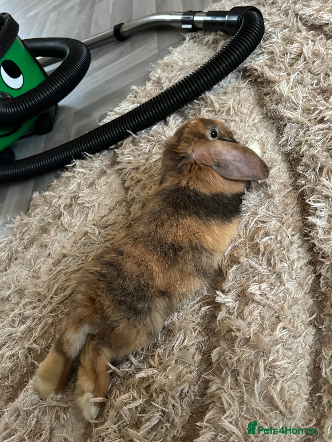 Dwarf Lop rabbits for sale: Rehoming our lovely rabbit Eden :(  - Advert 1