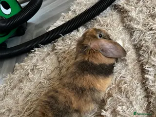 Dwarf Lop rabbits Rehoming our lovely rabbit Eden :( - Advert 1