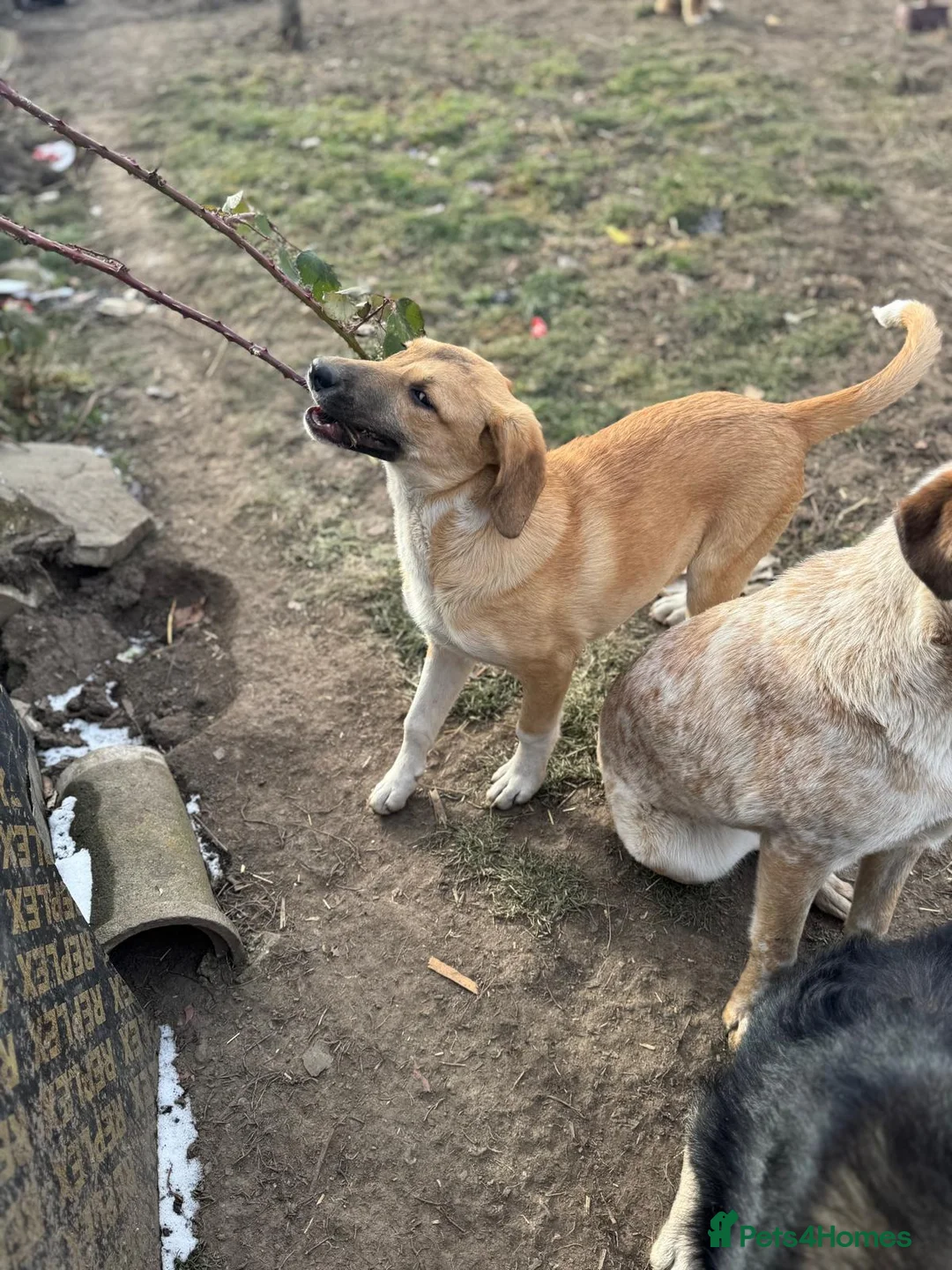 Mixed Breed dogs for adoption: JERRY – a Golden-Hearted Boy with a Playful Spirit - Advert 15
