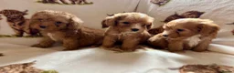 Cockapoo dogs for sale: F1 health clear cockapoo puppies  - Advert 30
