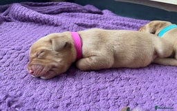 Labrador Retriever dogs for sale: Stunning Fox Red Labrador Puppies – Working lines - Image 18