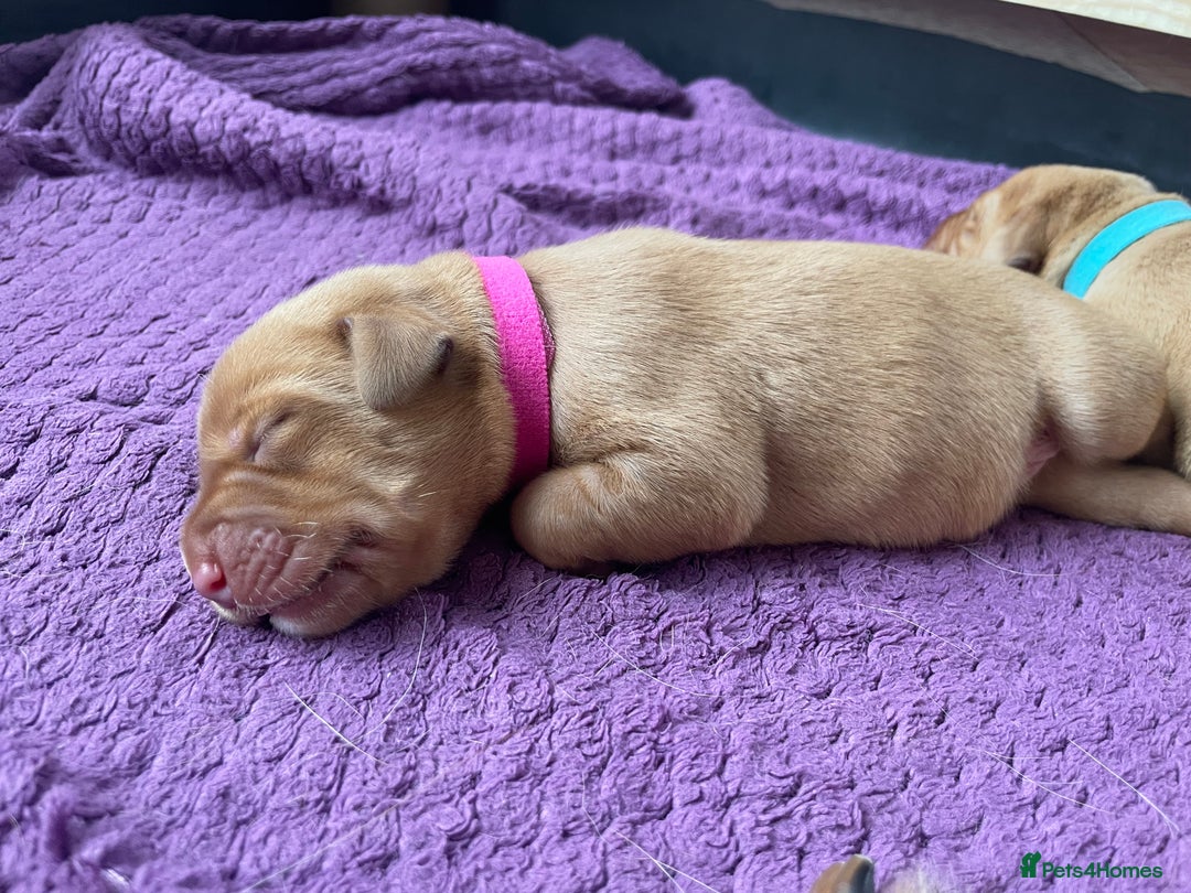 Labrador Retriever dogs for sale: Stunning Fox Red Labrador Puppies – Working lines - Image 18