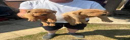 Labrador Retriever dogs for sale: ONE BOY LEFT - READY TO LEAVE NOW.  - Advert 6