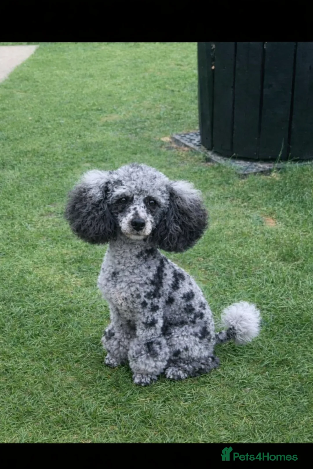 Toy Poodle dogs for stud: 5* health checked merle toy poodle licensed DNA  - Advert 2