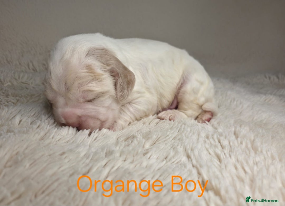 Cocker Spaniel dogs for sale: Beautiful Show Type Cocker Spaniels - Advert 10