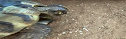 Hermann Tortoise reptiles for sale: Two male Herman tortoises  in Portsmouth - Advert 2