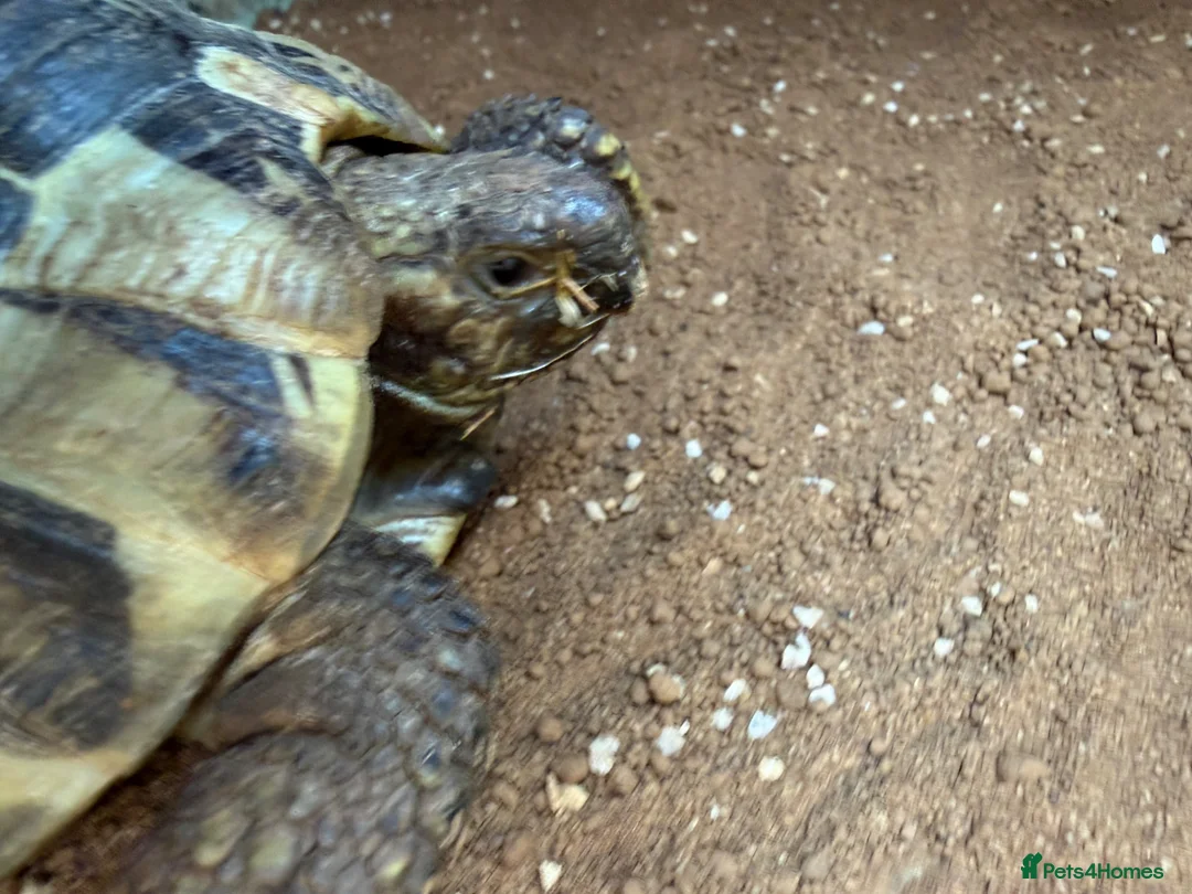 Hermann Tortoise reptiles for sale: Two male Herman tortoises  in Portsmouth - Advert 2