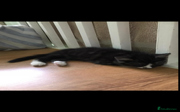 Mixed Breed cats for sale: Two cute black kittens  - Image 6
