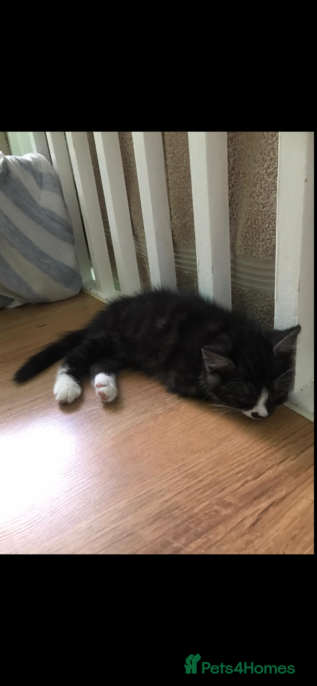 Mixed Breed cats for sale: Two cute black kittens  - Image 6