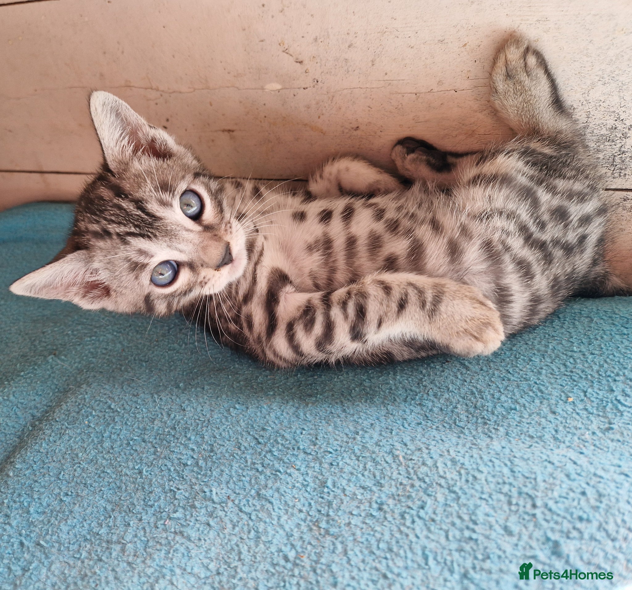 Mixed Breed cats for sale: 7/8ths Bengal, 1/8th Siamese kittens  - Advert 20