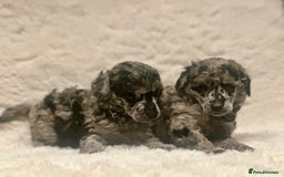 Miniature Poodle dogs for sale: Miniature poodle puppies  - Image 14