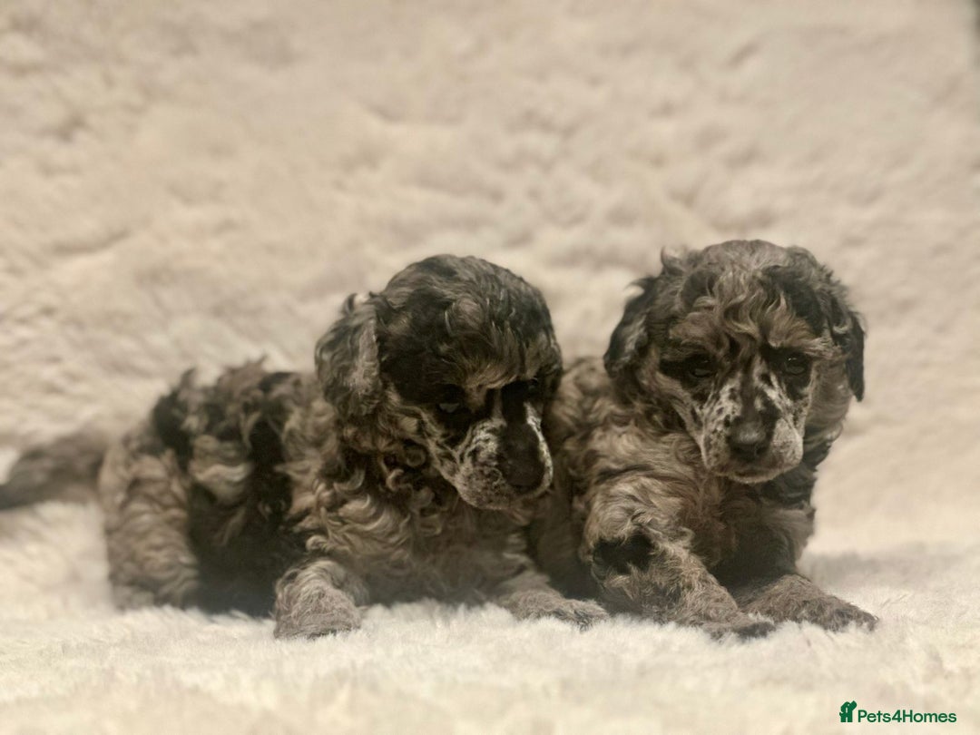 Miniature Poodle dogs for sale: Miniature poodle puppies  - Image 14