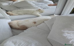 Exotic cats for sale: Stunning Rare Cream Van ESH Male - Image 12