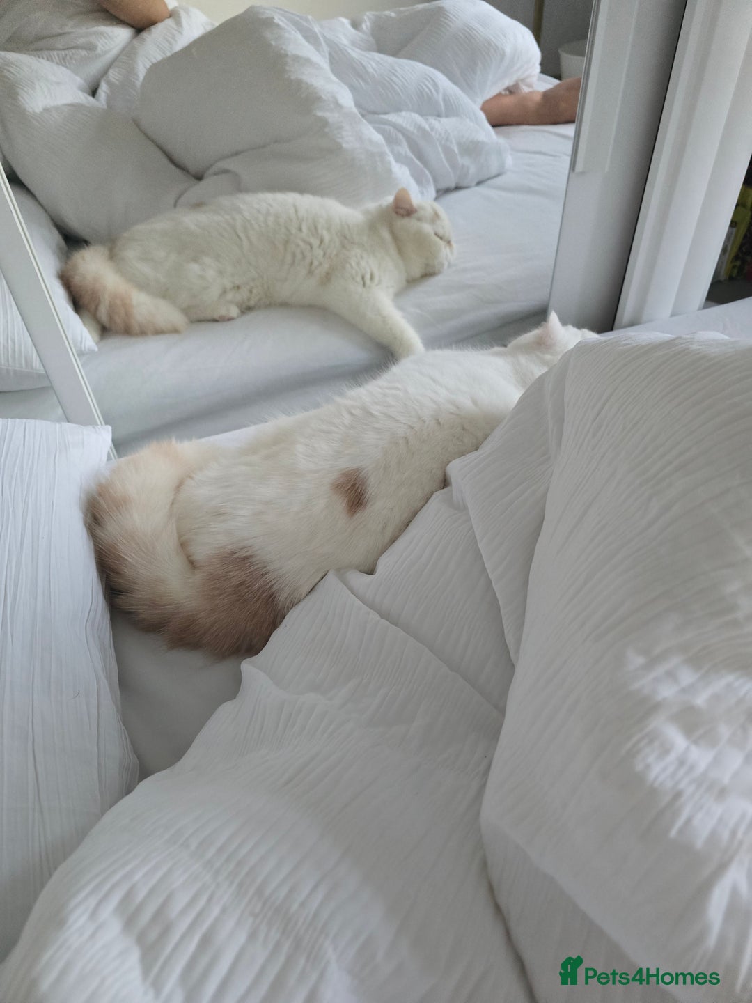 Exotic cats for sale: Stunning Rare Cream Van ESH Male - Image 12