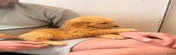 Mini Goldendoodle dogs for sale: READY TO LEAVE!! Miniature goldendoodle puppies  - Advert 13