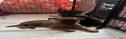 Mixed Breed dogs for sale: Belgian malinois x German Shepherd puppies  - Advert 5