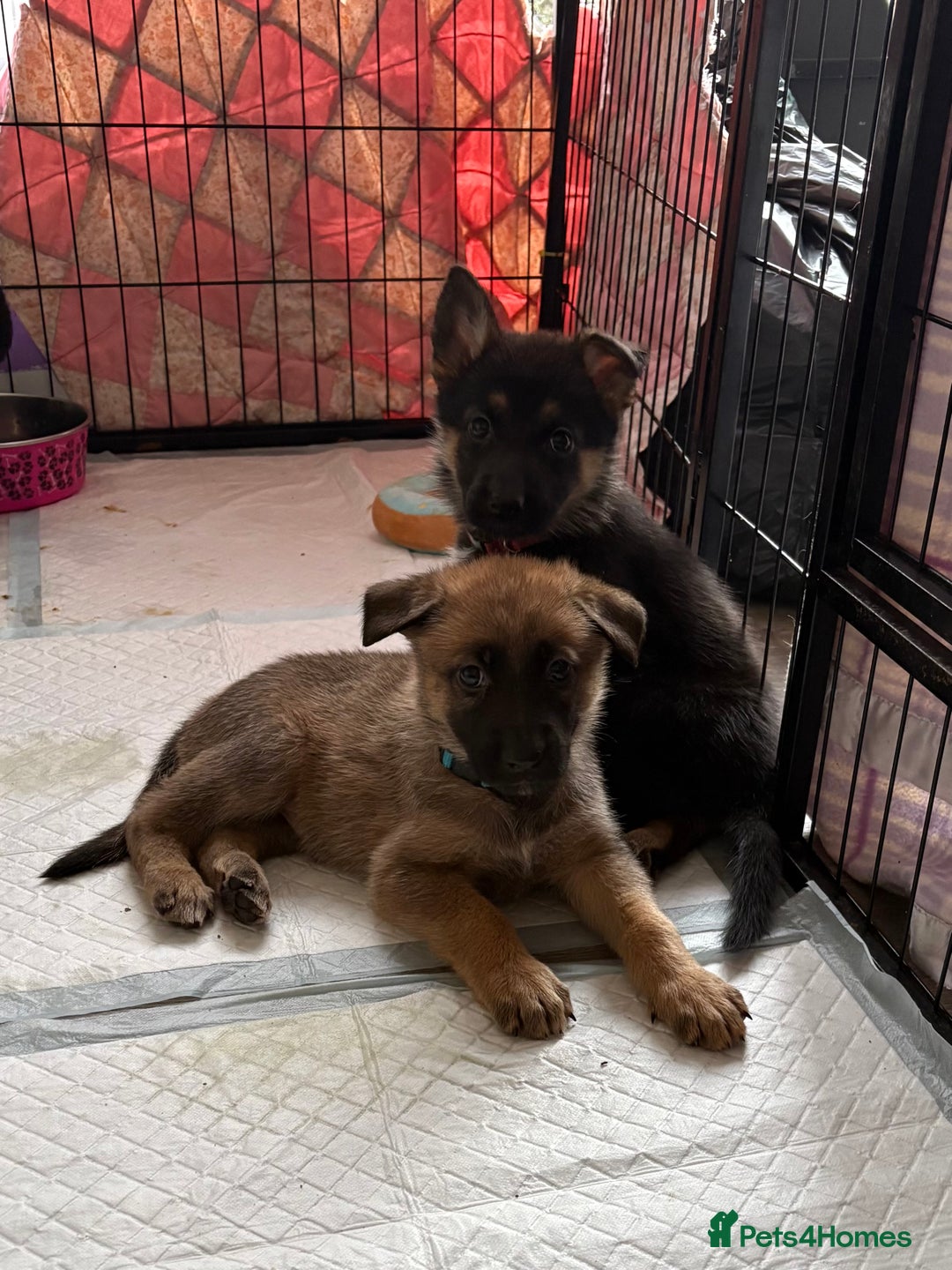 Mixed Breed dogs for sale: Belgian malinois x German Shepherd puppies  - Advert 5
