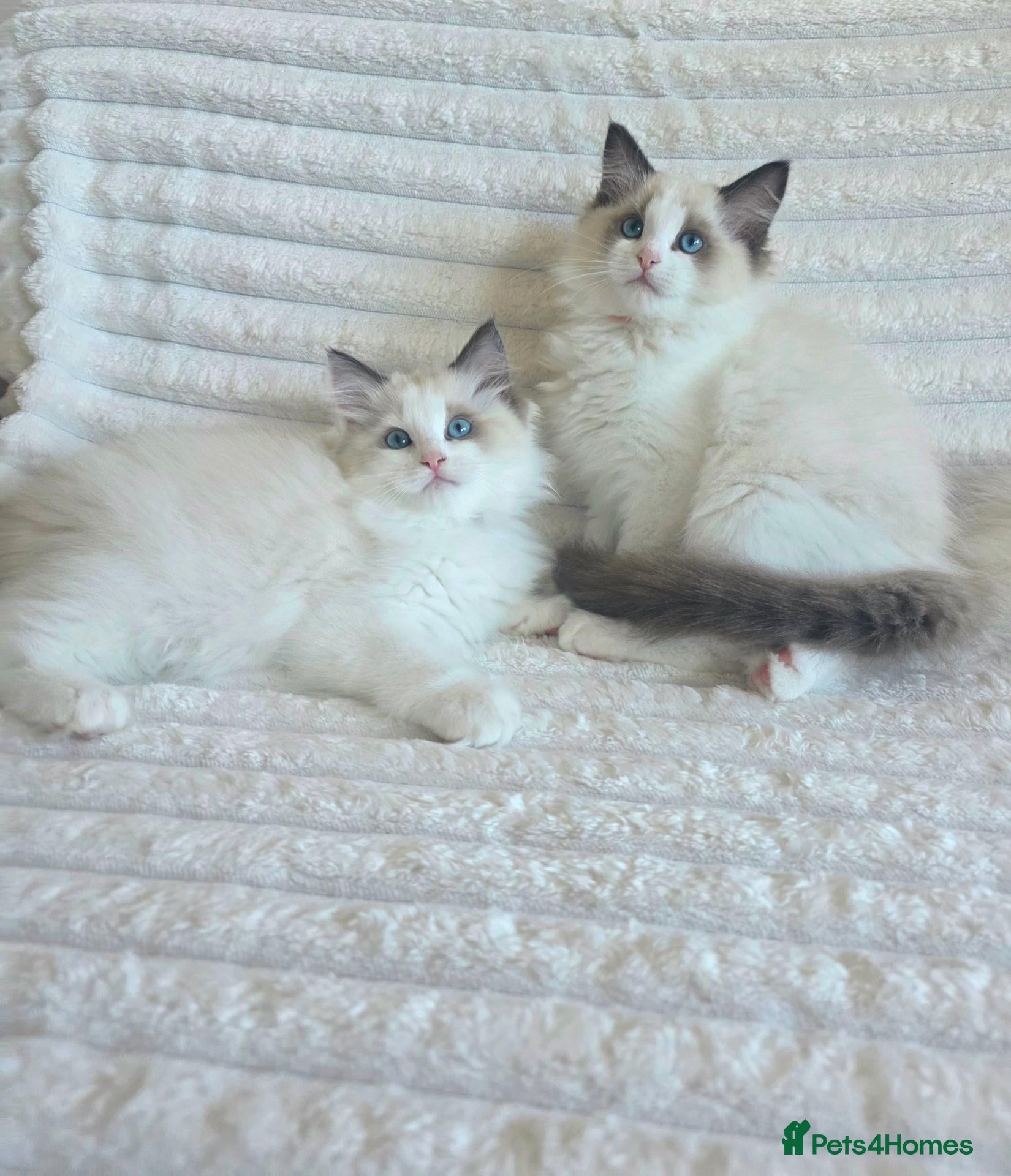 Ragdoll cats 🏆🎖 Premium GCCF Ragdoll Kittens Grand bloodlines - Advert 6