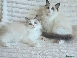 Ragdoll cats 🏆🎖 Premium GCCF Ragdoll Kittens Grand bloodlines - Advert 6