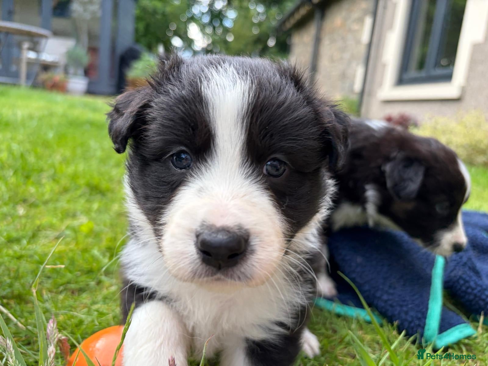 Mixed Breed dogs ✨ Beautiful Border Aussie Puppies ✨ - Advert 2