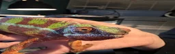 Chameleon reptiles for sale: Ambidole panther chameleon in Runcorn - Advert 1