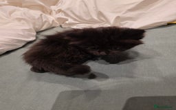 British Longhair cats for sale: 7 kittens boys and girls. British longhair cross  - Image 33