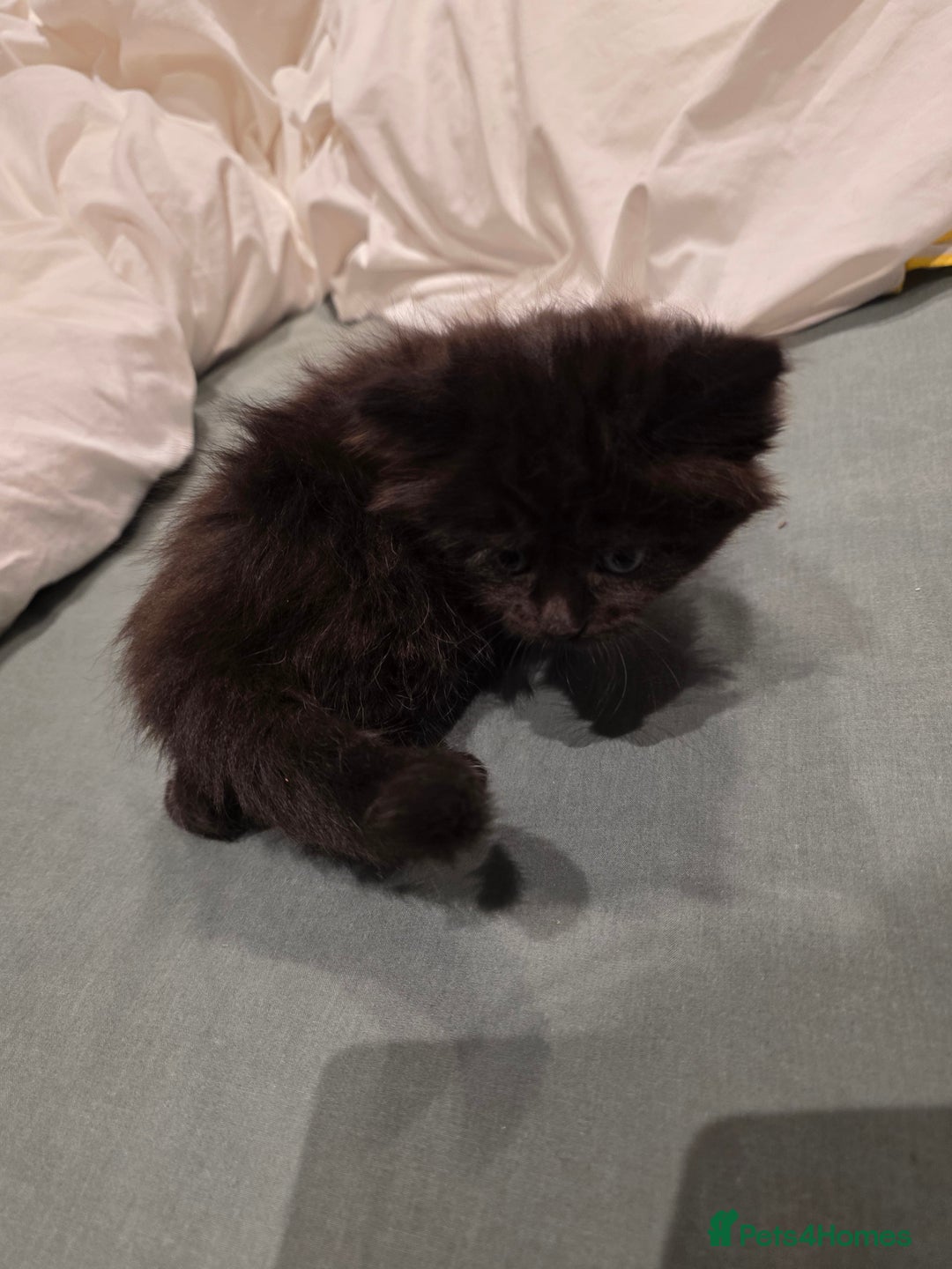 British Longhair cats for sale: 7 kittens boys and girls. British longhair cross  - Image 33