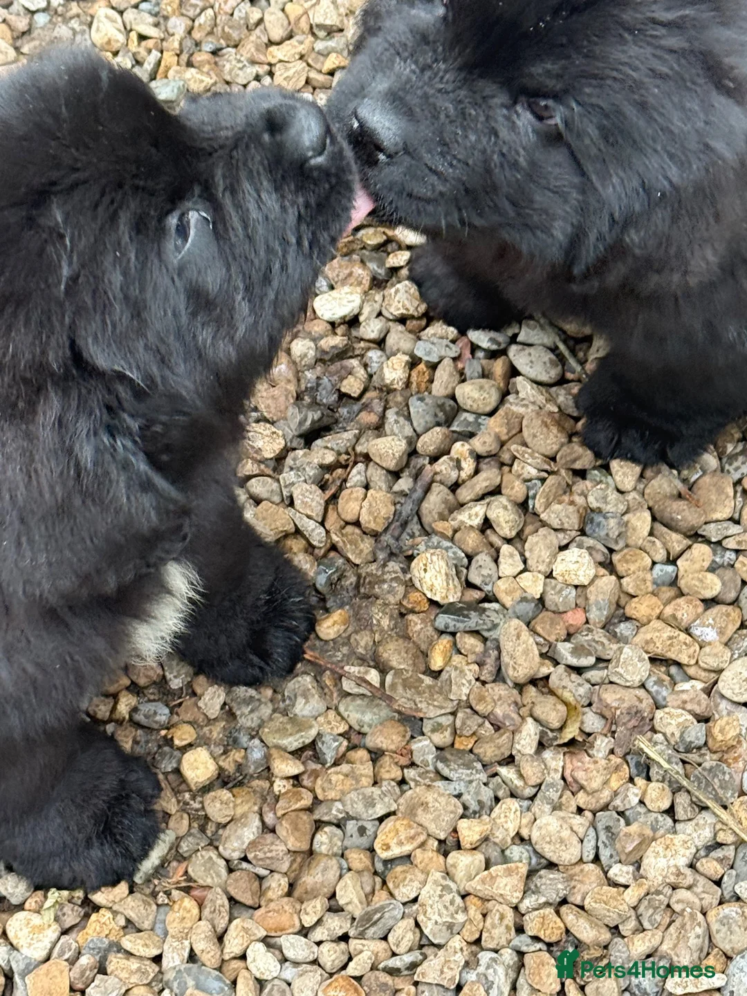 Newfoundland dogs for sale: Newfoundland puppies (waiting list enquiries only) - Advert 2
